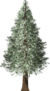 redwood tree, redwood, christmas tree-1638390.jpg